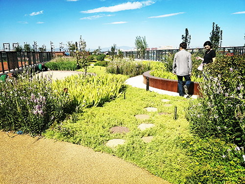 園冶杯專業獎:景山學校分校低碳屋頂花園