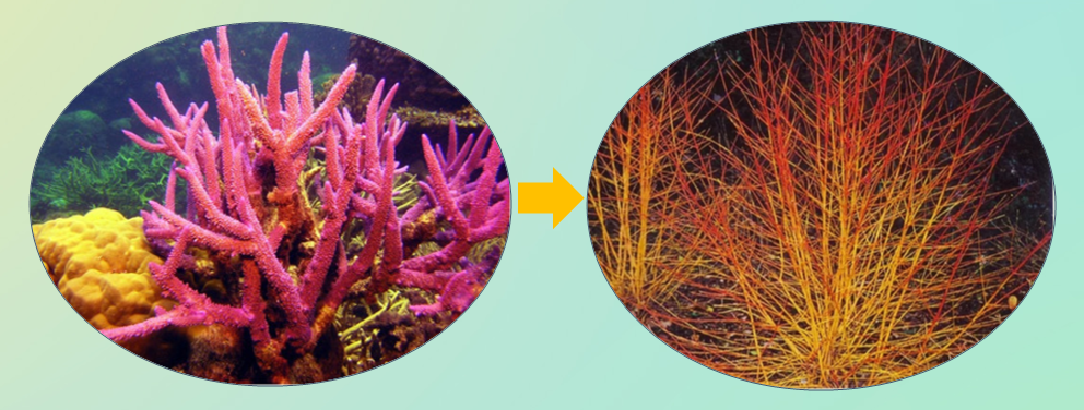 河北省園博會花境——“藍色”大海的傳說