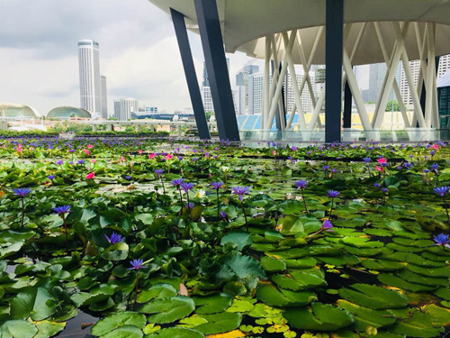 引領城市未來，中國“公園城市”建設前路美好
