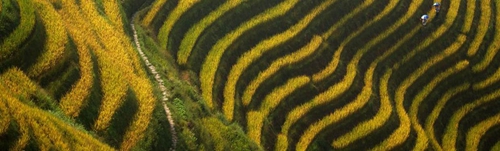 AECOM:廣西陽朔悅榕莊酒店景觀設(shè)計(jì)