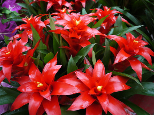 過年了,帶一盆祝福滿滿的年宵花回家