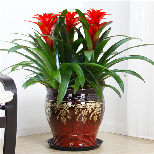 過年了,帶一盆祝福滿滿的年宵花回家