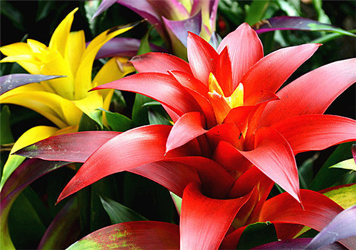 過年了,帶一盆祝福滿滿的年宵花回家