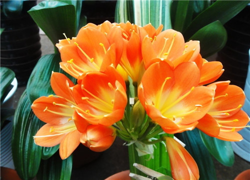 過年了,帶一盆祝福滿滿的年宵花回家