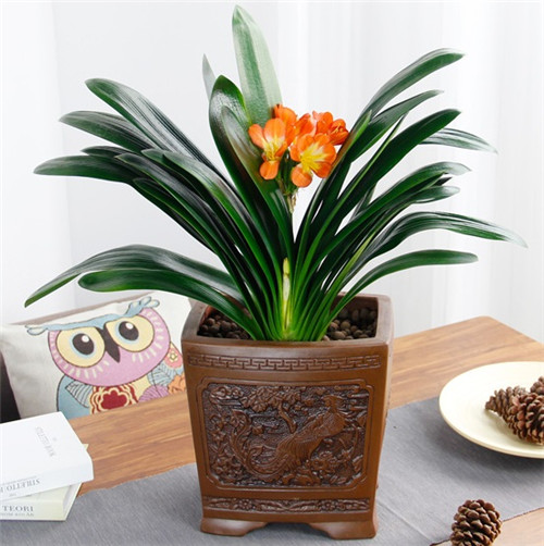 過年了,帶一盆祝福滿滿的年宵花回家