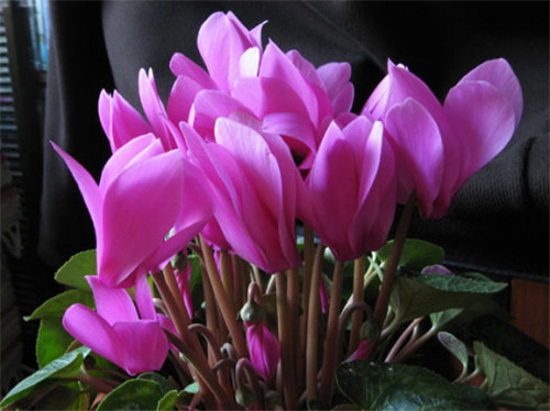 過年了,帶一盆祝福滿滿的年宵花回家