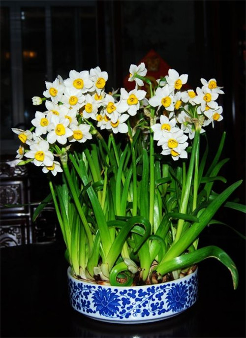 過年了,帶一盆祝福滿滿的年宵花回家