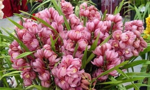 過年了,帶一盆祝福滿滿的年宵花回家