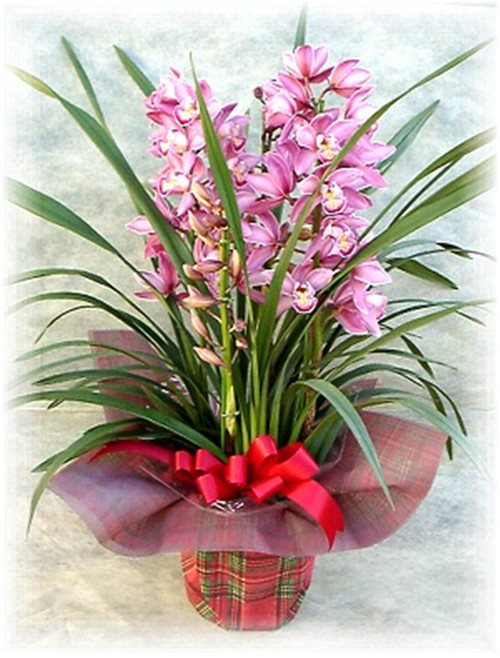 過年了,帶一盆祝福滿滿的年宵花回家