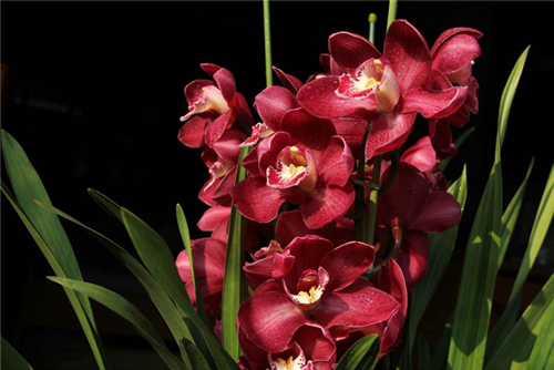 過年了,帶一盆祝福滿滿的年宵花回家