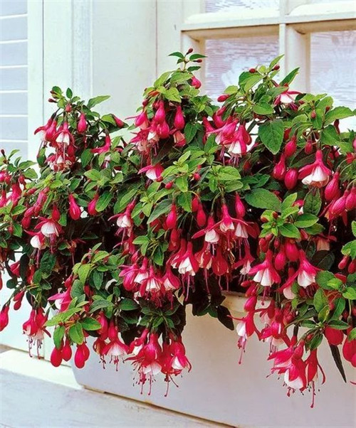 過年了,帶一盆祝福滿滿的年宵花回家