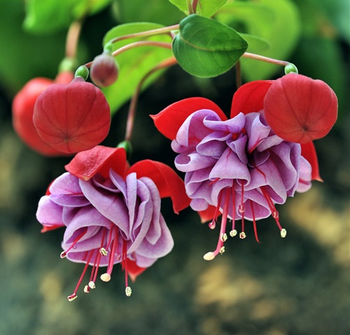 過年了,帶一盆祝福滿滿的年宵花回家