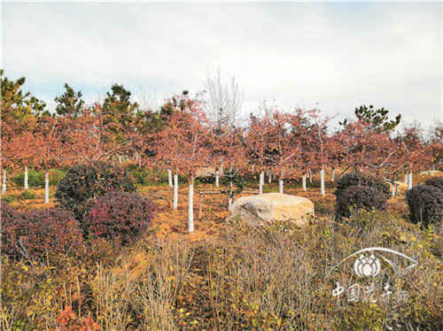 如何打造植物五行風(fēng)水綠化環(huán)境