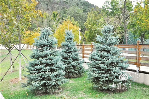 如何打造植物五行風(fēng)水綠化環(huán)境