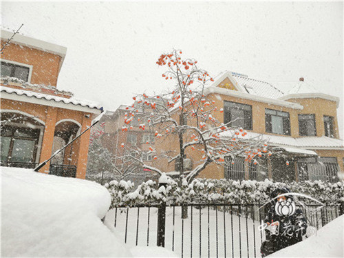 如何打造植物五行風(fēng)水綠化環(huán)境