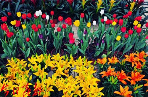 2018中國花卉市場回顧:風云變幻 電商崛起