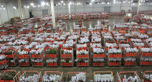 2018中國花卉市場回顧:風云變幻 電商崛起