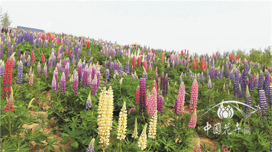 花海在景觀中的應用