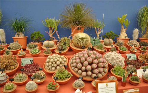 中國最時尚的未來花世界,帶你一探究竟!