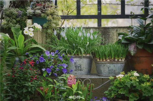 中國最時尚的未來花世界,帶你一探究竟!