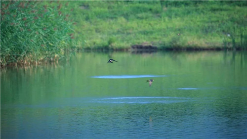 超低造價的生態景觀 | 秦嶺國家植物園人工濕地