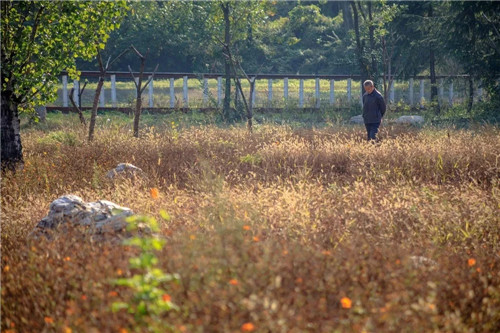 超低造價的生態景觀 | 秦嶺國家植物園人工濕地