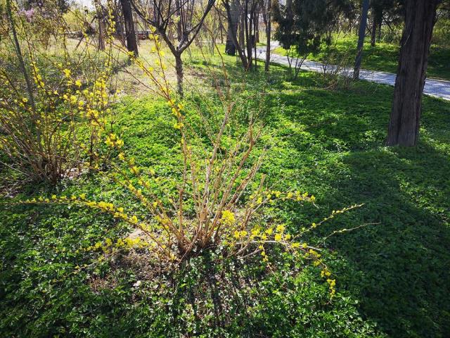 董麗:在植物景觀大師眼中 沒有雜草