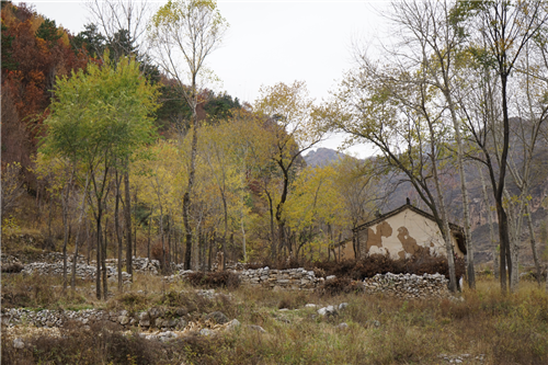 黃大莊：鄉村振興戰略背景下景觀建設及植物應用思考