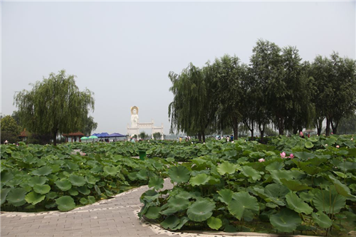 黃大莊：鄉村振興戰略背景下景觀建設及植物應用思考