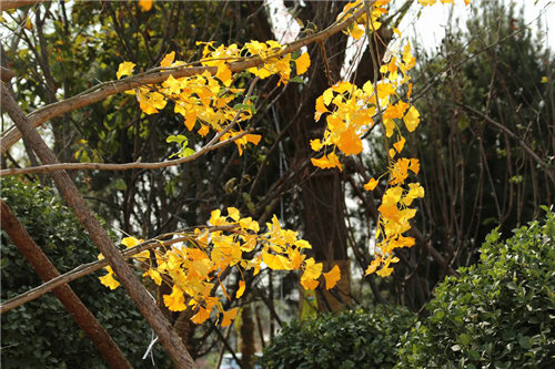 黃大莊：鄉村振興戰略背景下景觀建設及植物應用思考