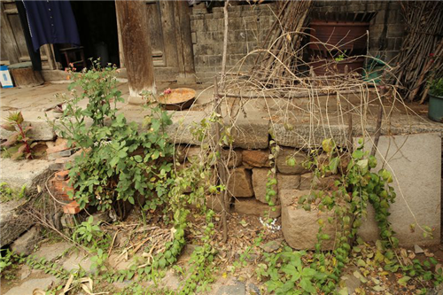 黃大莊：鄉村振興戰略背景下景觀建設及植物應用思考