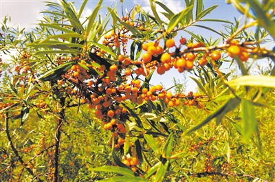 建設生態礦區 引領綠色發展