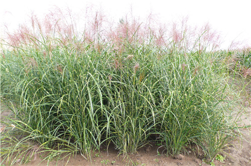 北京世園會：克勞沃展園