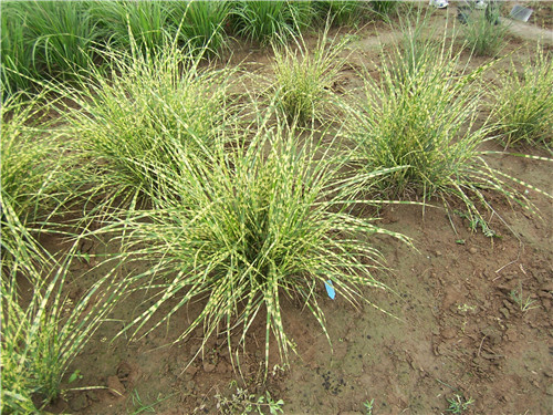 北京世園會：克勞沃展園