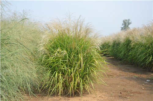 北京世園會：克勞沃展園