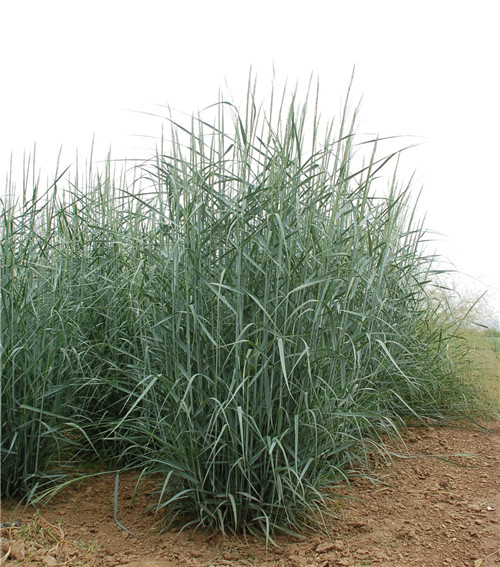 北京世園會：克勞沃展園