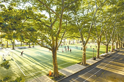 城市森林:繁華紐約的另一面