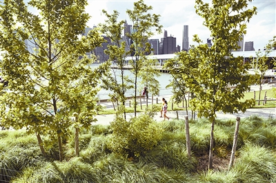 城市森林:繁華紐約的另一面