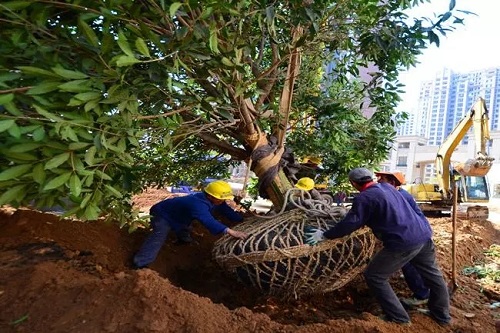 曾甘之如飴的PPP項目如今成了燙手山芋,園林工程企業如何渡難關?