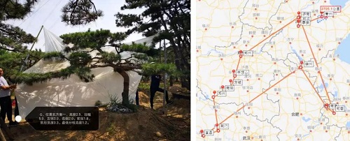 LAURENT羅朗景觀 | 世茂青島?璀璨天樾