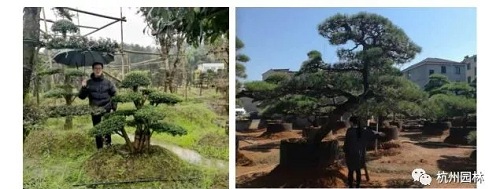 浙里故事 | 精心組織,高效推進國際一流展園建設