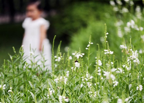 鄭州規劃打造環城六大生態片區