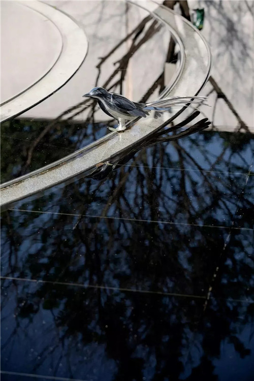 集江山大美 尋詩意江畔 | 金科集美江畔