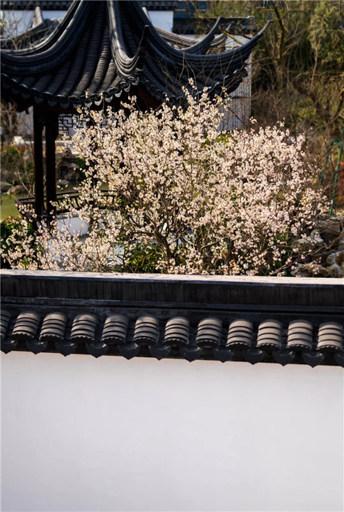 2019園冶杯專業獎丨蘇州張家港建發?泱譽