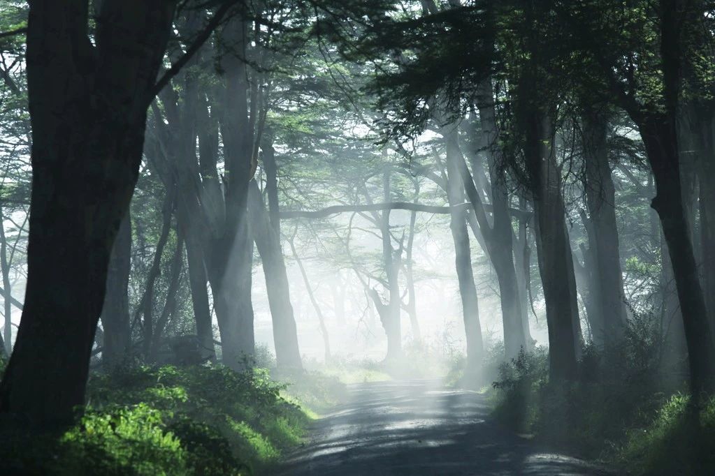 2019園冶杯專業獎丨世茂青島?璀璨天樾