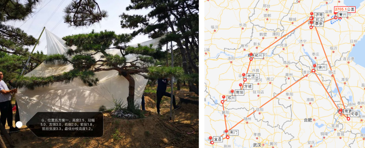 2019園冶杯專業獎丨世茂青島?璀璨天樾