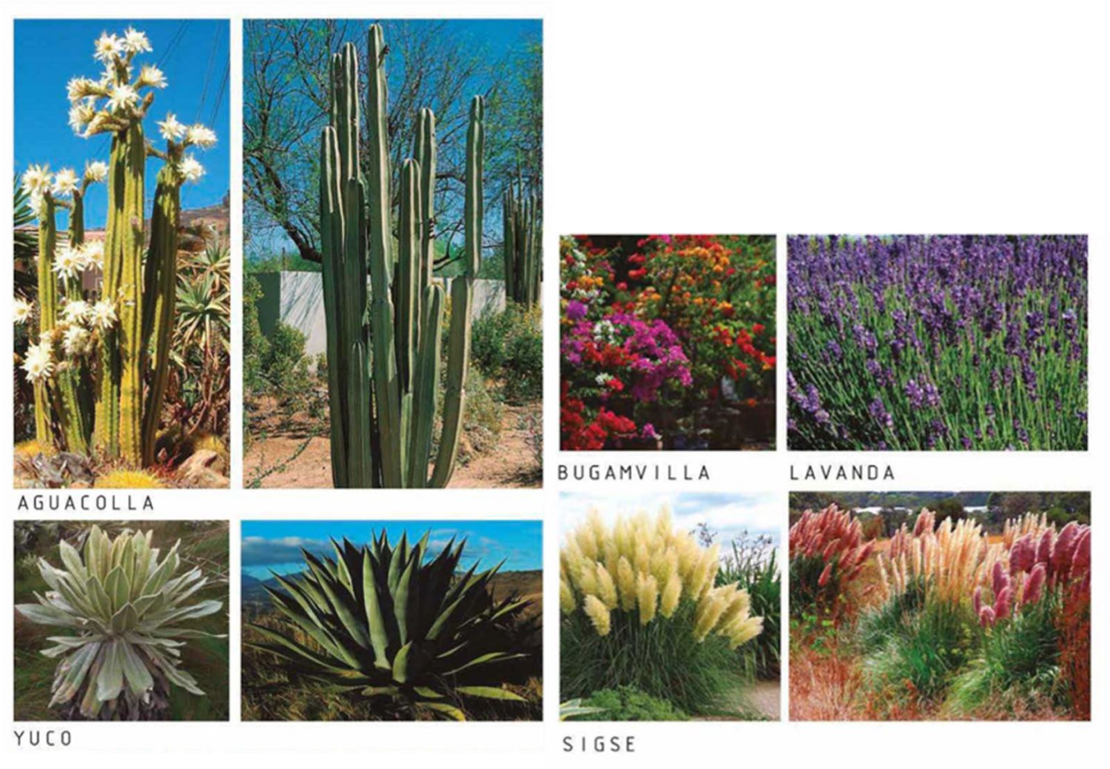 厄瓜多爾Escalinatas規(guī)劃