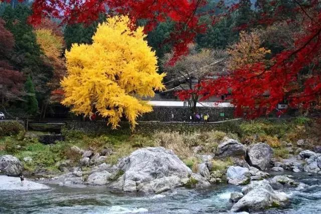 日本最美園林集合