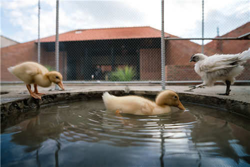 越南雞舍設(shè)計(jì)