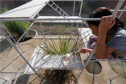 越南雞舍設(shè)計(jì)